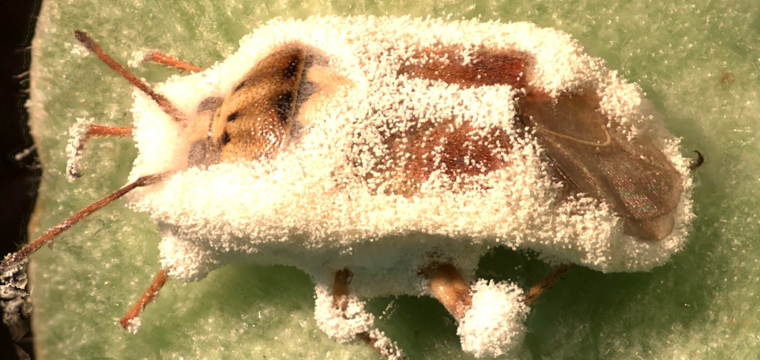 Hình ảnh Nấm Xanh Nấm Trắng