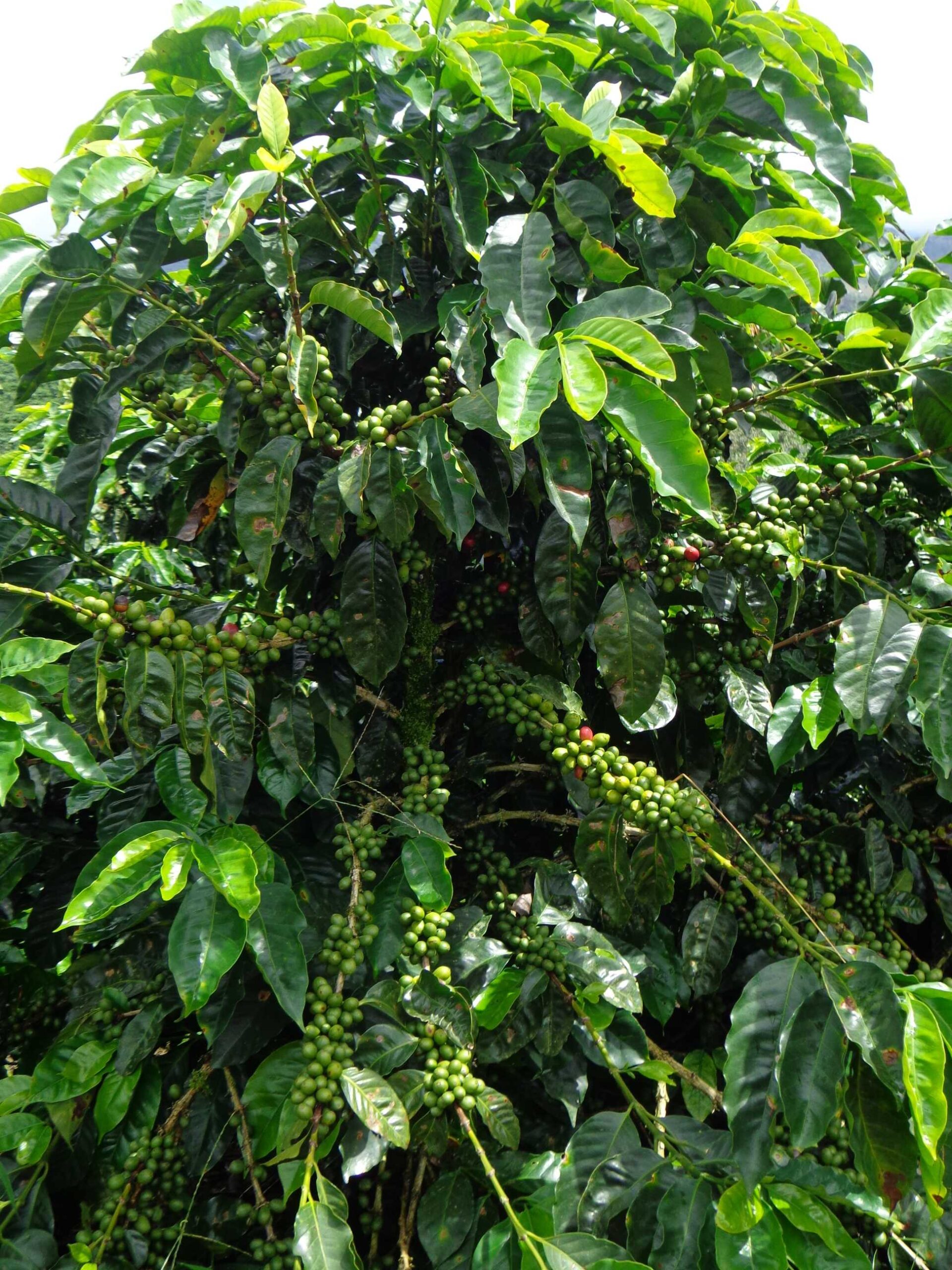 Hình ảnh CÀ PHÊ H1