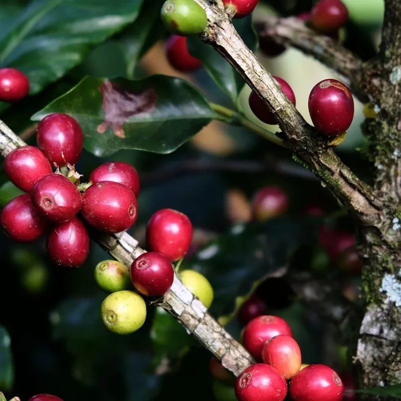 Hình ảnh CÀ PHÊ STARMAYA