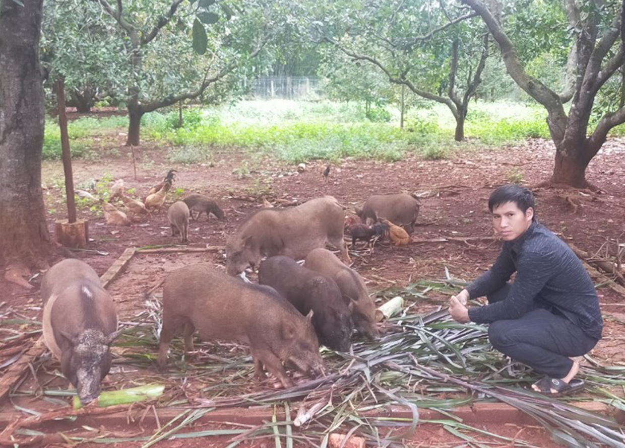 Hình ảnh Lợn Brong Thịt