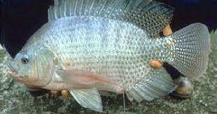 Hình ảnh Tôm càng xanh